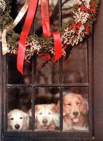 Dogs in Window at Christmas